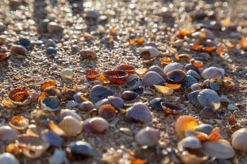 natural background with seashell at the beach