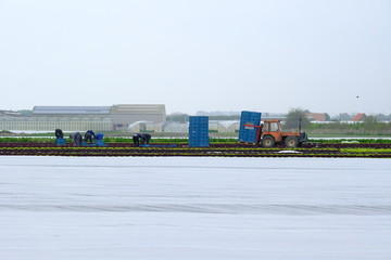 Roter Traktor transportiert blaue Kisten mit Salat von Männer geerntet