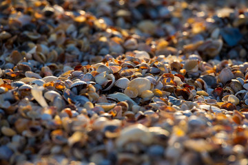 natural background with seashell at the beach