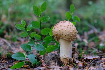 Amanita rubescens - these toadstools are edible