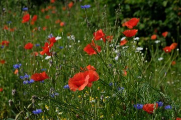 Fototapeta na wymiar The meadow with blooming poppies, cornflowers and camomiles