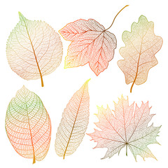 Set  leaves.  Vector illustration. EPS 10.