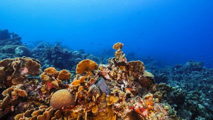Naklejka na ściany i meble Seascape of coral reef in the Caribbean Sea around Curacao with moray eel, coral and sponge