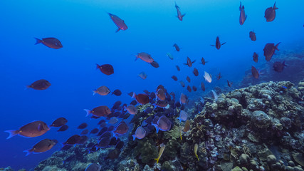 Fototapeta na wymiar Seascape of coral reef in the Caribbean Sea around Curacao with school of fish, coral and sponge