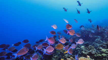 Seascape of coral reef in the Caribbean Sea around Curacao with school of fish, coral and sponge