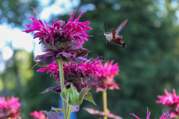 Clearwing Hummingbird Moth on Bee Balm