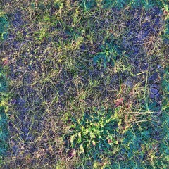 High resolution seemless texture of green grass and plants for 3d modelling with more than 6...