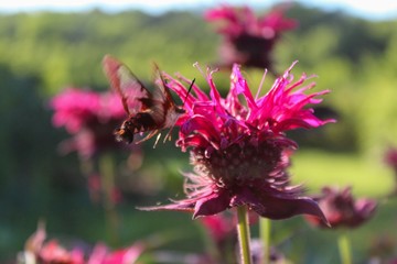 clearwing hummingbird moth on bee balm