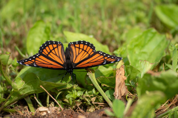 Viceroy butterfly in the yard
