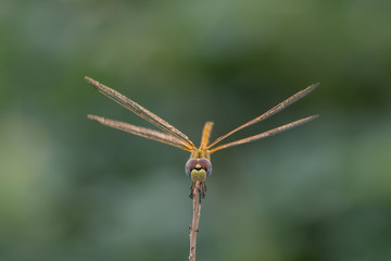 Closeup of a dragonfly with green background