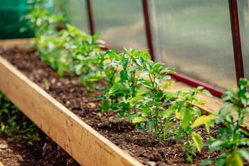 Red chili pepper grows on green branch, plantation of vegetables in greenhouse