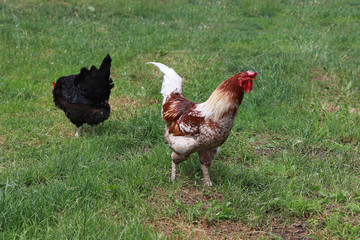 chicken at home. green grass. there is toning.