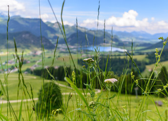 Blume Schafgarbe, Nahansicht © Gerold H. Waldhart
