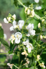 White beans bloom in the rays of the bright sun. Growing organic vegetables and legumes on the farm. Useful and tasty product.