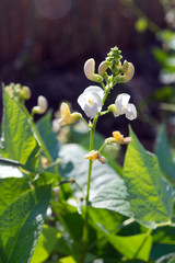 White beans bloom in the rays of the bright sun. Growing organic vegetables and legumes on the farm. Useful and tasty product.