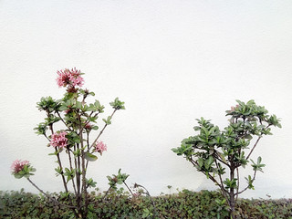 Hermosas flores rosas en pequeño jardín verde