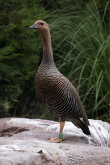 Hembra de Cauquen Comun o Ganso Magallanico - Upland Goose
