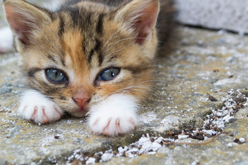 A little stray kitten with sad eyes.