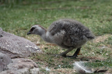 Pollo de cauquen comun o ganso magallanico - upland goose © Azahara