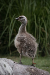 Pollo de cauquen comun o ganso magallanico - upland goose