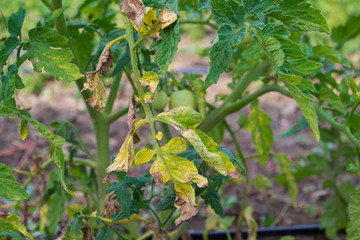 Tomato leaves affected by blight.