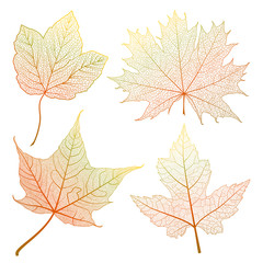 Set  leaves.  Vector illustration. EPS 10.