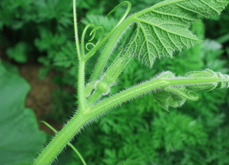 Very young green pumpkin. Pumpkin growth stage. My organic garden