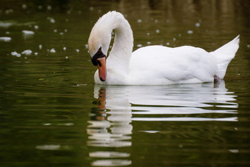 Naklejka premium Cisne mirando su reflejo en un lago