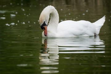 Obraz premium Cisne mirando su reflejo en un lago