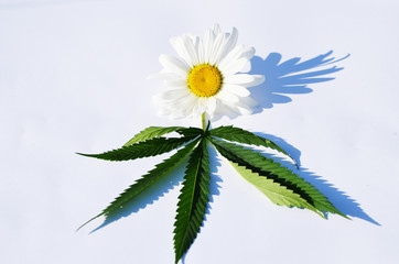 Top view of camomile and green cannabis leaves on white background, marijuana photo