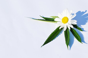 Top view of camomile and green cannabis leaves on white background, marijuana photo
