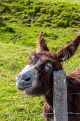 Funny happy donkey scratching. Sunny day. Close-up.