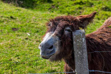 Funny happy donkey scratching. Sunny day. Close-up.