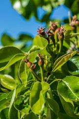 Close-up of small pears growing on pear tree (fruit tree). Sunny spring day.