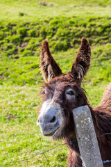 Beautiful donkey on sunny day. Close-up. Space to insert your text.