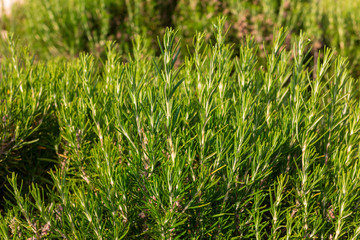 Rosemary (aromatic) plant in the field.