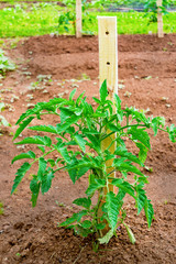 Young tomato plant growing in the home garden.