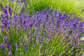 Beautiful and colorful lavender (aromatic) plant full of flowers.