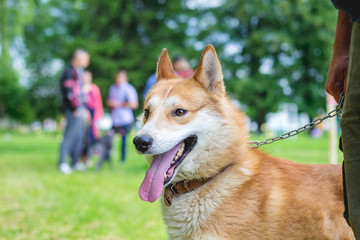 The dog of breed is a West Siberian  laika on a chain near its owner_