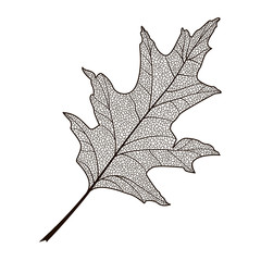 Leaf oak, isolated. Vector illustration. EPS 10