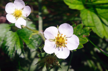Obraz na płótnie Canvas White flower of the strawberry in the garden.