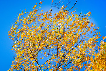 Birch with yellow autumn leaves against blue sky background_