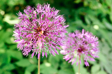 Purple inflorescence of decorative onions in the garden.