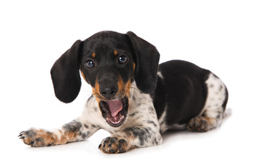 Yawning miniature piebald dachshund isolated on white background