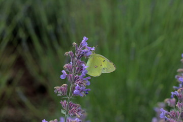 Lavender on the shores of Lake Kawaguchiko