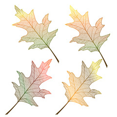 Leaf oak, isolated. Vector illustration. EPS 10
