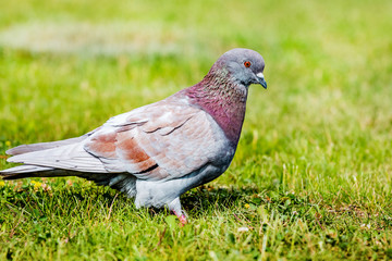 Gray pigeon on green grass in sunny weather_