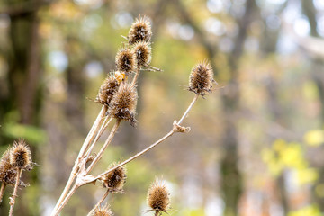 Dry weed with spines on the background of trees in the autumn forest_