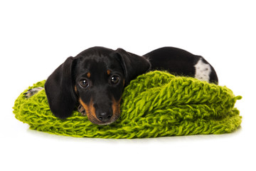 Miniature piebald dachshund lying on a scarf