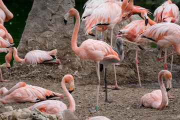 Flamenco caribeño